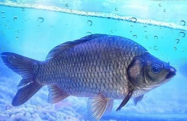 鯽魚一年能長多大 養(yǎng)鯽魚怎么養(yǎng)才不死