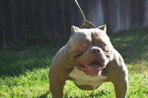 惡霸犬幾個月開始爆頭 惡霸犬爆頭期吃什么