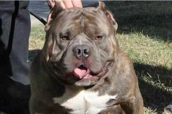 惡霸犬幾個月開始爆頭 惡霸犬爆頭期吃什么