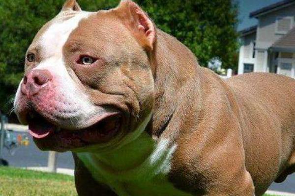 惡霸犬幾個月開始爆頭 惡霸犬爆頭期吃什么