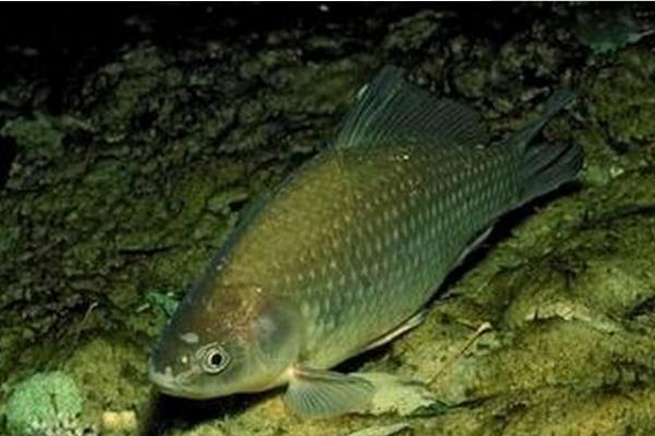 鯽魚一年能長多大 養(yǎng)鯽魚怎么養(yǎng)才不死