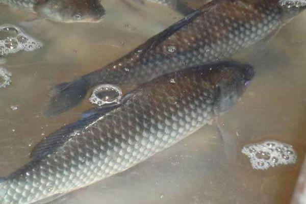 鯽魚一年能長多大 養(yǎng)鯽魚怎么養(yǎng)才不死