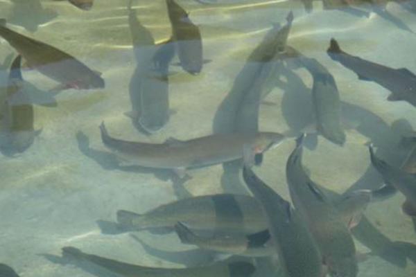 鯽魚一年能長多大 養(yǎng)鯽魚怎么養(yǎng)才不死