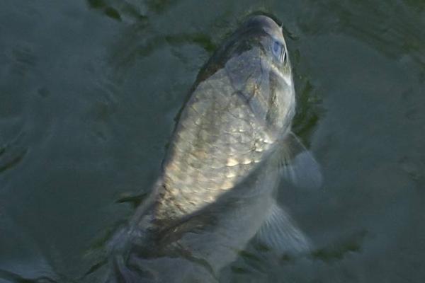 鯽魚一年能長多大 養(yǎng)鯽魚怎么養(yǎng)才不死