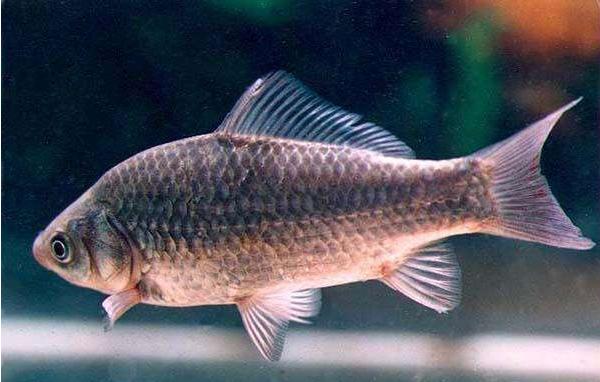 鯽魚一年能長多大 養(yǎng)鯽魚怎么養(yǎng)才不死