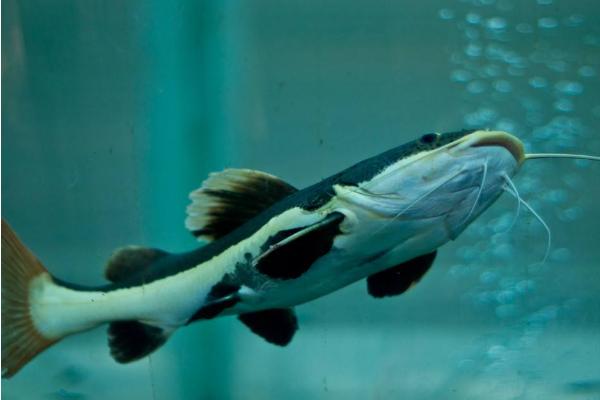 鯰魚怎么殺死去粘液 鯰魚怎么做好吃又不腥