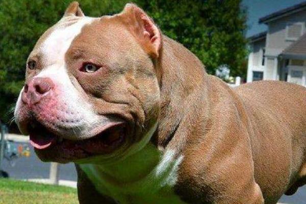 惡霸犬為啥養的都后悔 養惡霸犬的缺點是什么