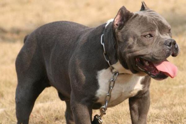 惡霸犬為啥養的都后悔 養惡霸犬的缺點是什么