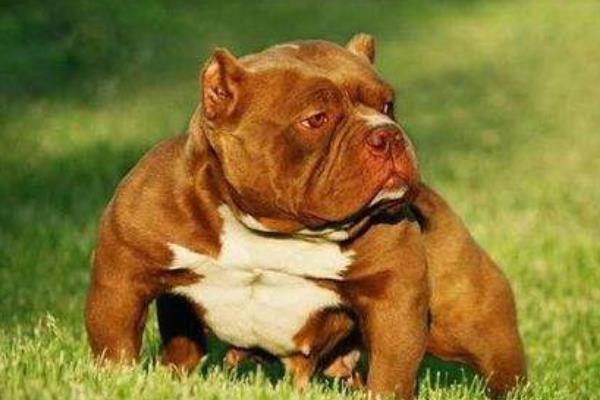 惡霸犬為啥養的都后悔 養惡霸犬的缺點是什么