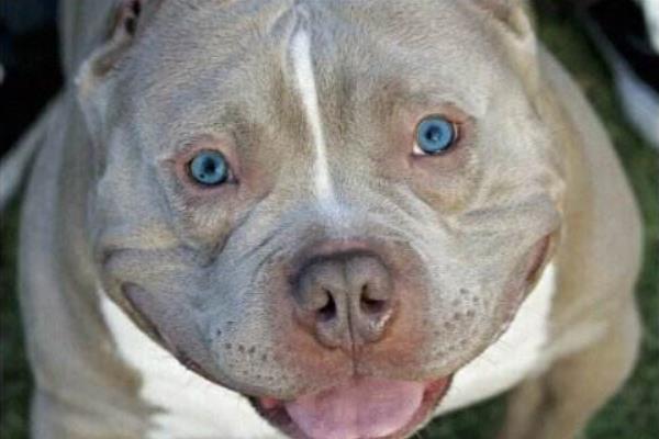 惡霸犬為啥養的都后悔 養惡霸犬的缺點是什么