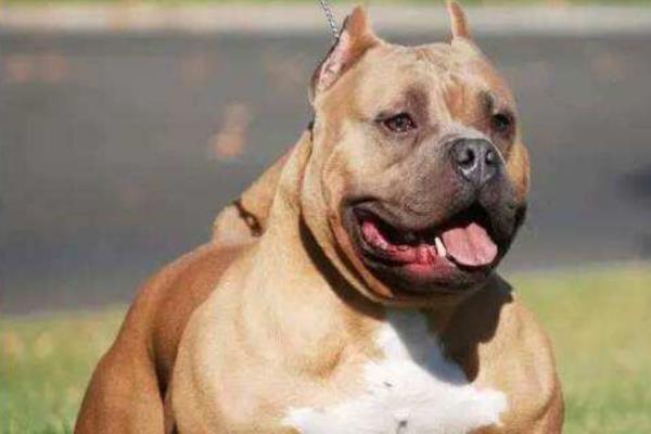 美國惡霸犬怎么訓練 惡霸犬吃什么激素爆頭