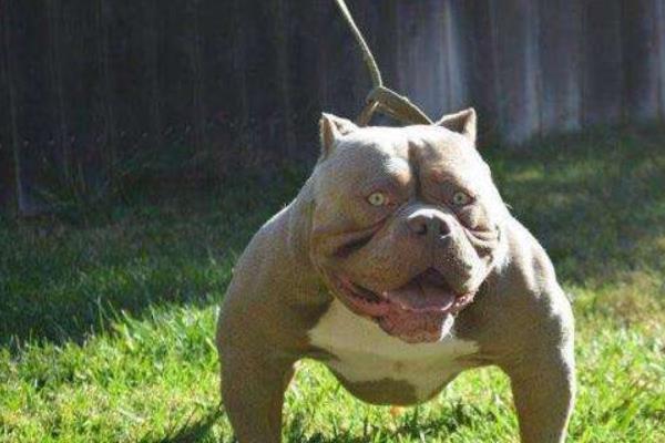 美國惡霸犬怎么訓練 惡霸犬吃什么激素爆頭