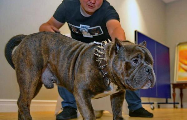 美國惡霸犬怎么訓練 惡霸犬吃什么激素爆頭