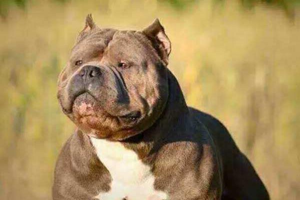 美國惡霸犬怎么訓練 惡霸犬吃什么激素爆頭