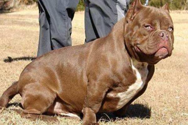 美國惡霸犬怎么訓練 惡霸犬吃什么激素爆頭