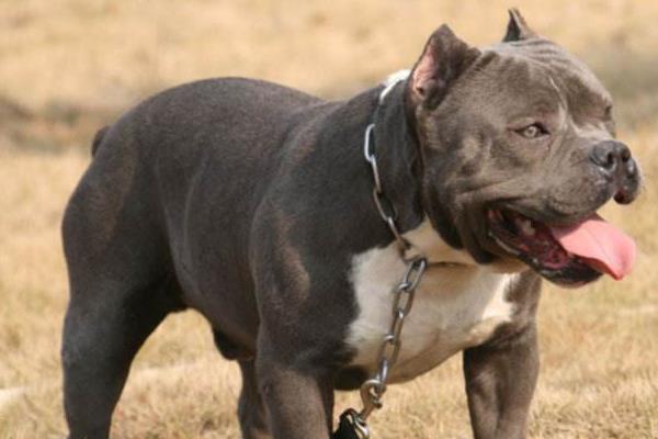 美國惡霸犬怎么訓練 惡霸犬吃什么激素爆頭