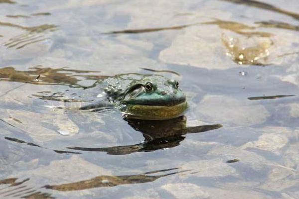 牛蛙養(yǎng)殖條件 牛蛙養(yǎng)殖有什么風(fēng)險(xiǎn)