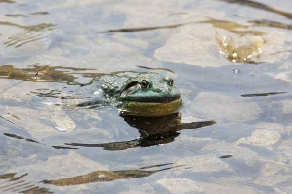 牛蛙有毒嗎 為什么吃牛蛙不吃青蛙