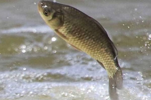 釣鯉魚餌料配方 釣鯉魚用什么餌料最好