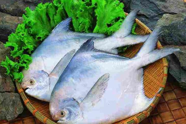 鯧魚怎么做好吃又簡單 鯧魚家常做法大全