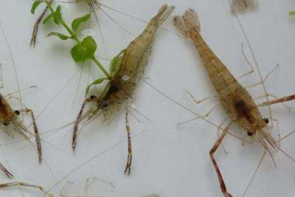 河蝦養(yǎng)殖畝利潤多少 河蝦養(yǎng)殖前景怎樣