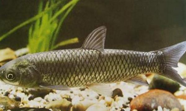 草魚一年能長多少斤 草魚怎么養長的大長的快