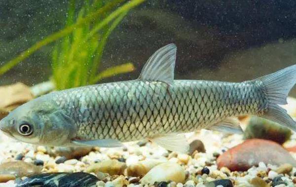 草魚一年能長多少斤 草魚怎么養長的大長的快