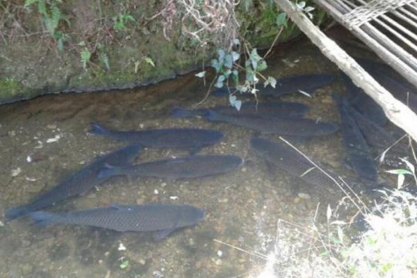 草魚一年能長多少斤 草魚怎么養長的大長的快