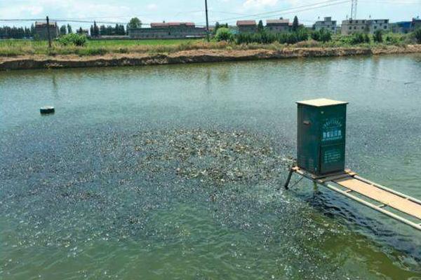 草魚一年能長多少斤 草魚怎么養長的大長的快