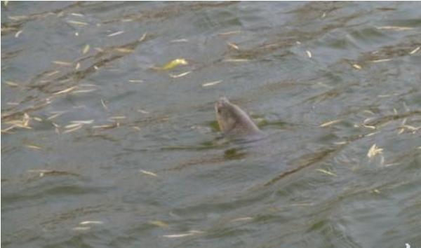 草魚一年能長多少斤 草魚怎么養長的大長的快