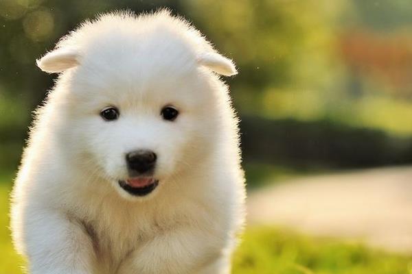 薩摩耶吃什么狗糧 薩摩耶能長多大