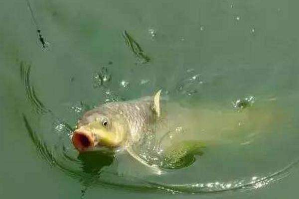 釣鯉魚餌料配方 釣鯉魚用什么餌料最好