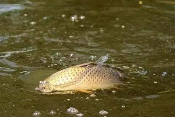 釣鯉魚餌料配方 釣鯉魚用什么餌料最好