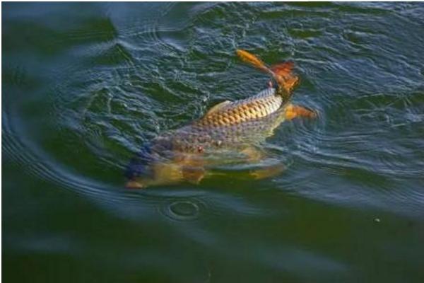 釣鯉魚餌料配方 釣鯉魚用什么餌料最好