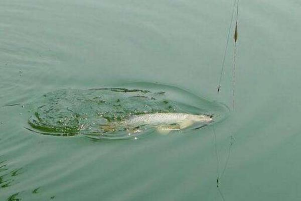 釣鯉魚餌料配方 釣鯉魚用什么餌料最好