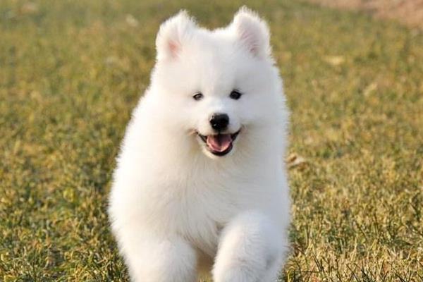 薩摩耶和金毛哪個好養(yǎng) 薩摩耶離開主人會哭嗎