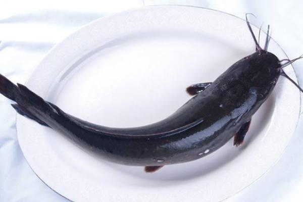 跟鯰魚很像的魚叫什么 鯰魚有哪些種類