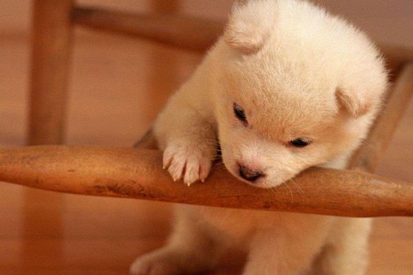 薩摩耶夏天熱了怎么辦 薩摩耶什么時候換毛