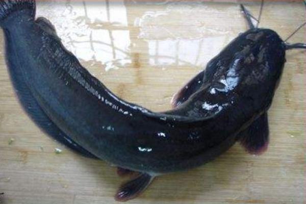 八須鯰魚能吃嗎 八須鯰魚為什么不能吃