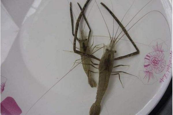 吃小河蝦需要去頭嗎 新鮮的小河蝦怎么保存