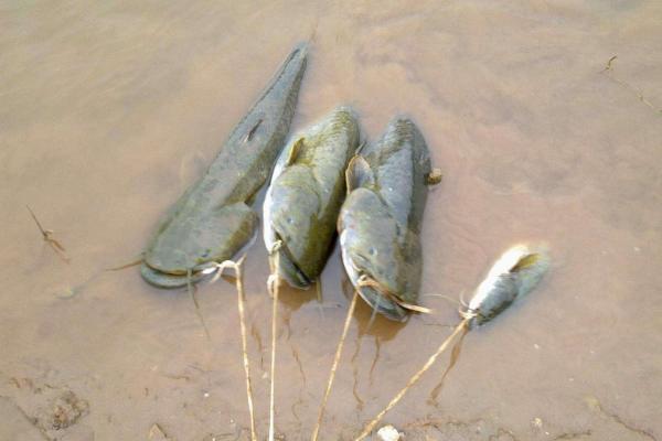 鮰魚和鯰魚一樣臟嗎 鯰魚在化糞池能活多久