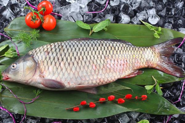 鯉魚市場價格多少錢一斤 鯉魚是淡水魚嗎