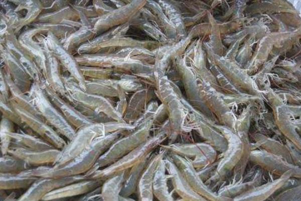 吃小河蝦需要去頭嗎 新鮮的小河蝦怎么保存