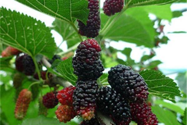 桑樹怎么扦插繁殖 桑樹怎么修剪枝葉