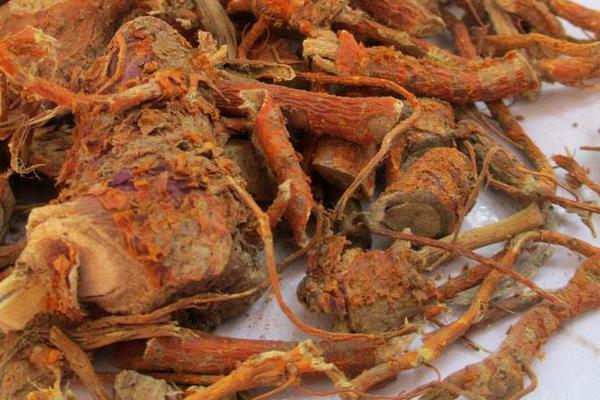 桑樹皮功效與作用及禁忌 桑樹皮藥用價值