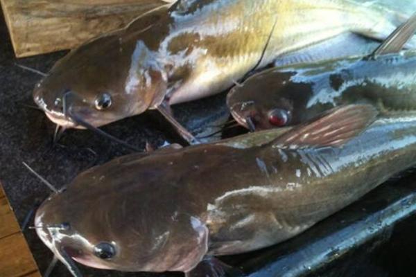 鯰魚刺多不多 鯰魚怎么洗干凈