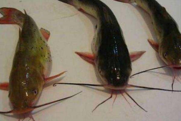鯰魚很臟嗎 鯰魚為什么不能吃 黑魚臟還是鯰魚臟
