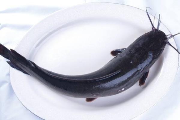 鯰魚很臟嗎 鯰魚為什么不能吃 黑魚臟還是鯰魚臟