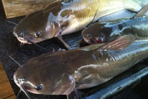 鯰魚很臟嗎 鯰魚為什么不能吃 黑魚臟還是鯰魚臟