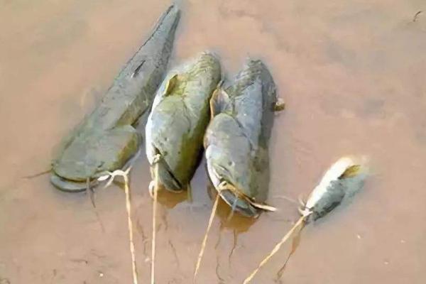 鯰魚很臟嗎 鯰魚為什么不能吃 黑魚臟還是鯰魚臟